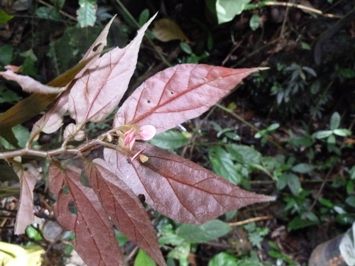 Begonia macrocarpa