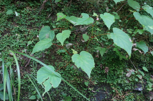 Begonia sinensis