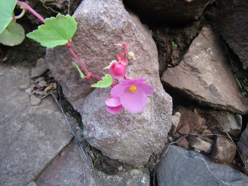 Begonia tuberosa