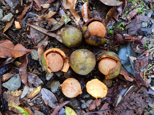 Beilschmiedia bancroftii