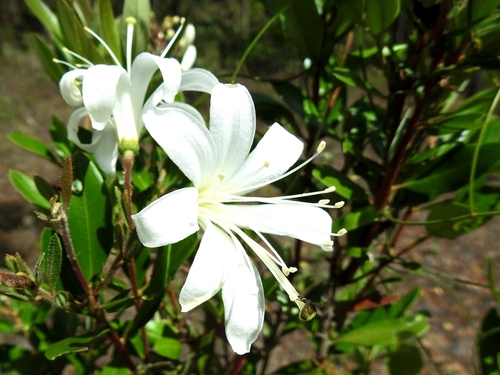 Bejaria aestuans