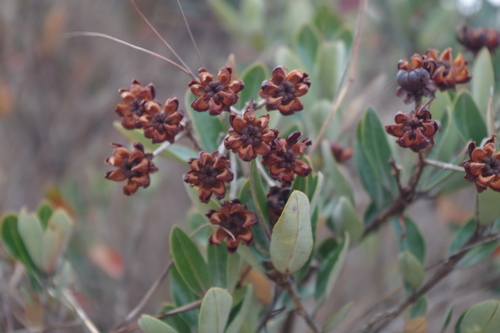 Bejaria aestuans