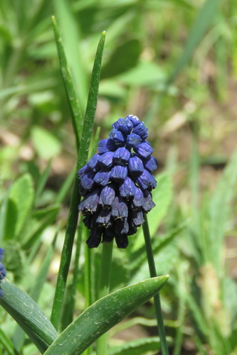 Bellevalia paradoxa