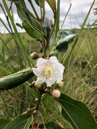 Bellucia acutata