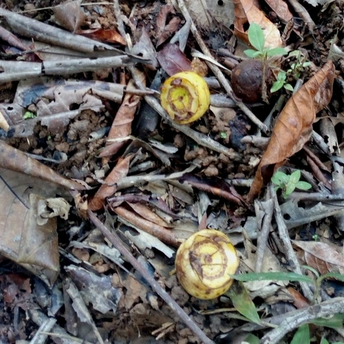 Bellucia grossularioides