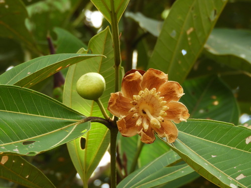 Bellucia grossularioides