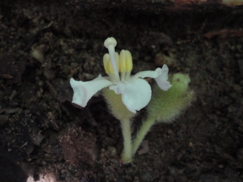 Bellucia mespiloides