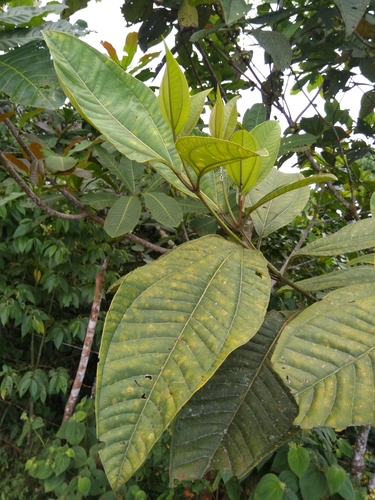 Bellucia pentamera