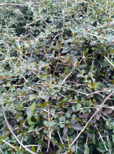 Benkara malabarica