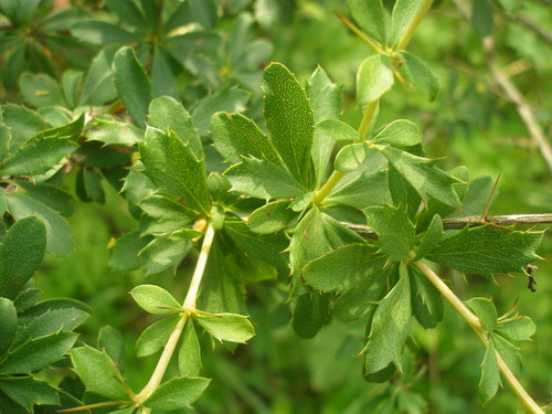Berberis aggregata