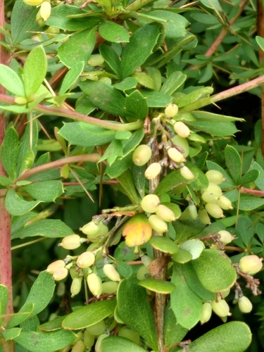 Berberis aggregata