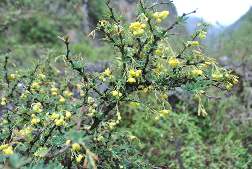 Berberis amoena