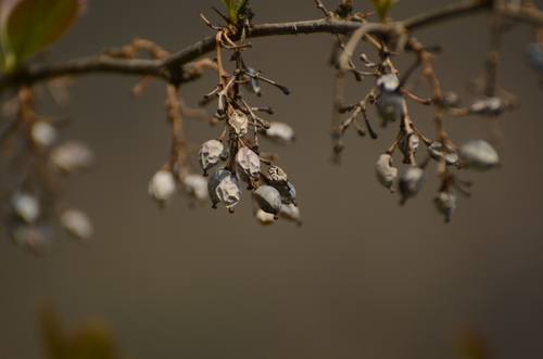 Berberis aristata