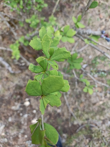 Berberis asiatica