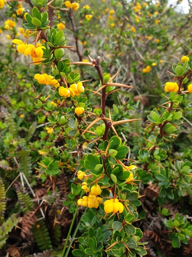 Berberis buxifolia