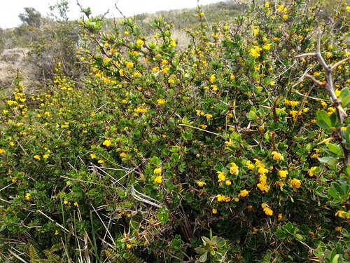 Berberis buxifolia