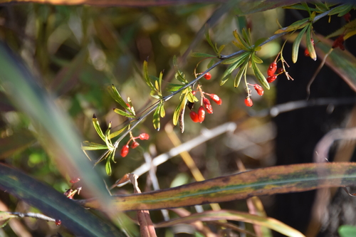 Berberis chinensis