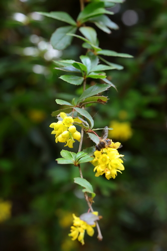 Berberis chitria