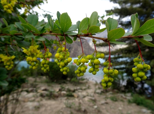 Berberis chitria