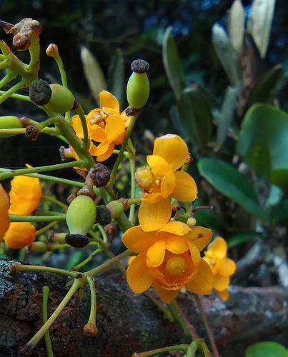 Berberis glauca