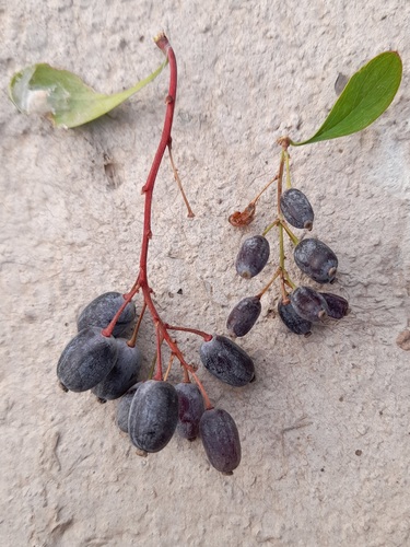 Berberis integerrima