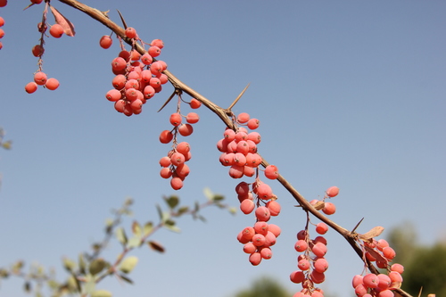 Berberis nummularia