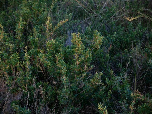 Berberis ruscifolia