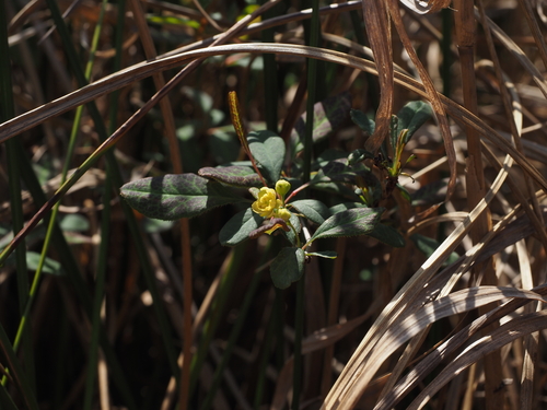 Berberis sieboldii