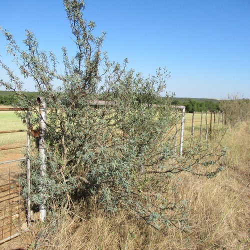 Berberis trifoliolata