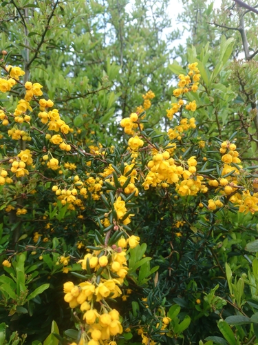 Berberis x stenophylla