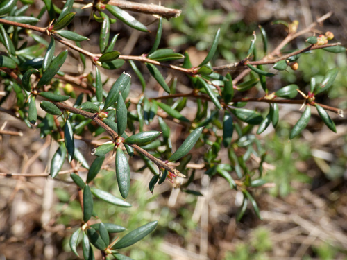Berberis x stenophylla