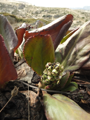 Bergenia stracheyi