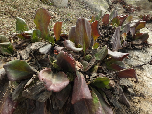 Bergenia stracheyi