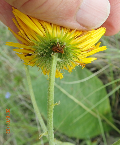 Berkheya setifera