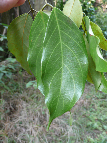 Berlinia confusa