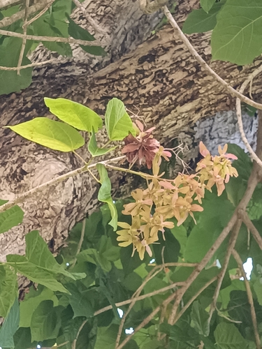 Berrya cordifolia