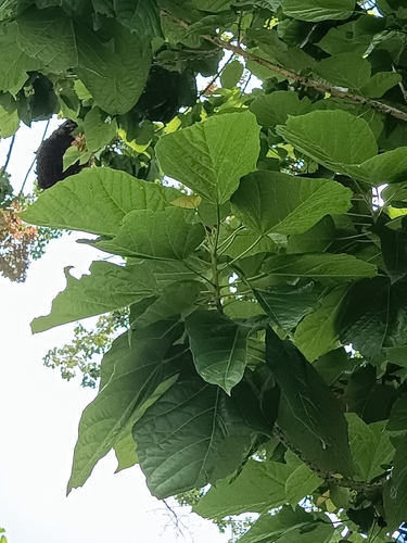 Berrya cordifolia