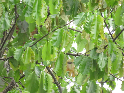 Bertholletia excelsa
