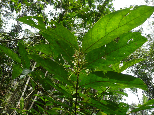 Bertiera racemosa