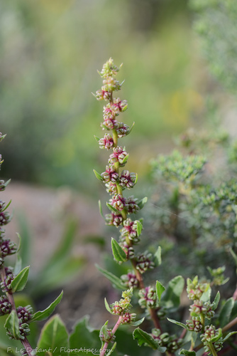 Beta macrocarpa