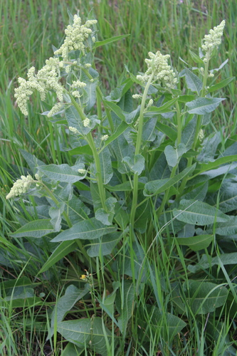 Beta trigyna