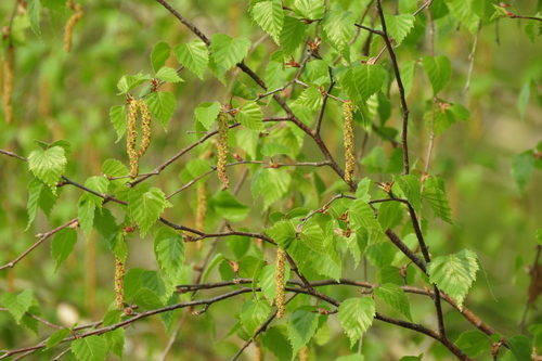 Birch Bark
