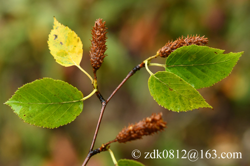 Betula utilis