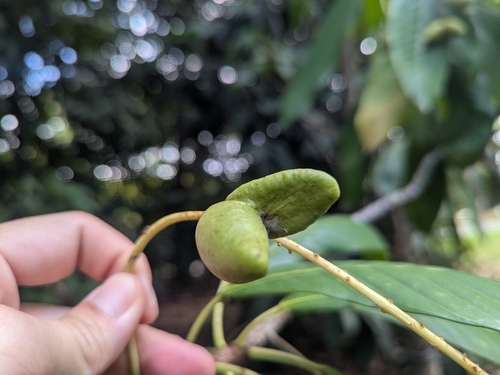 Bhesa robusta