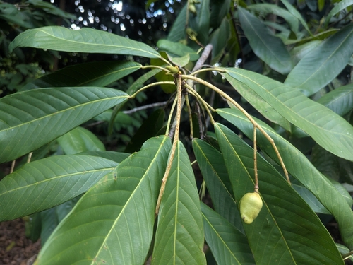 Bhesa robusta