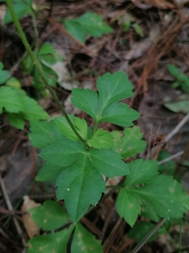 Bidens ostruthioides