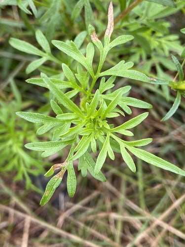 Bidens parviflora