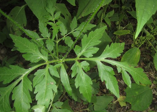 Bidens schimperi