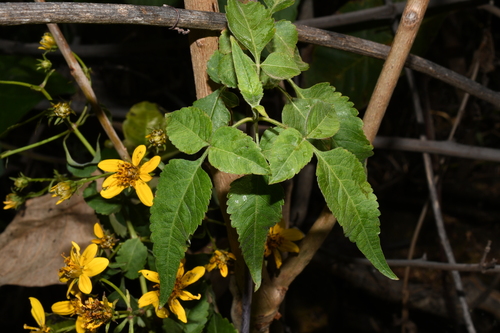 Bidens squarrosa