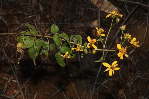 Bidens squarrosa